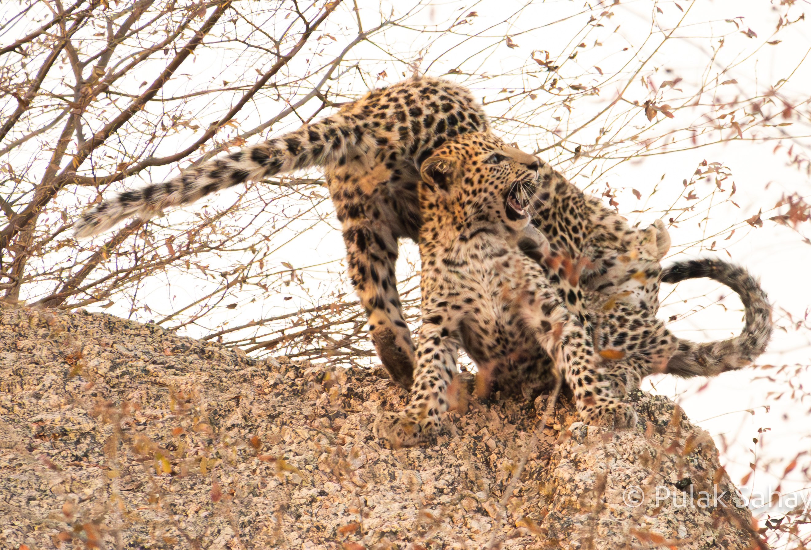 Cub in pain on being bitten